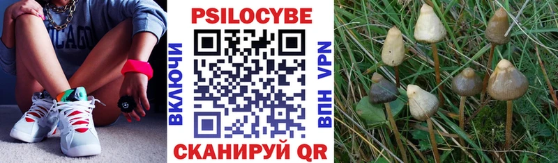 Галлюциногенные грибы Psilocybine cubensis  Купить где  Симферополь 